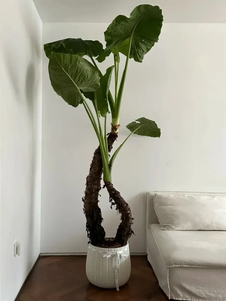 A. macrorrhiza