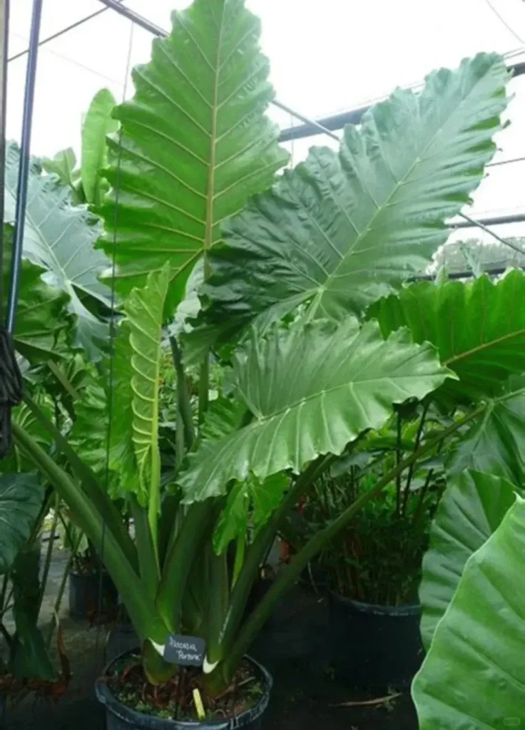 Alocasia Borneo Giant
