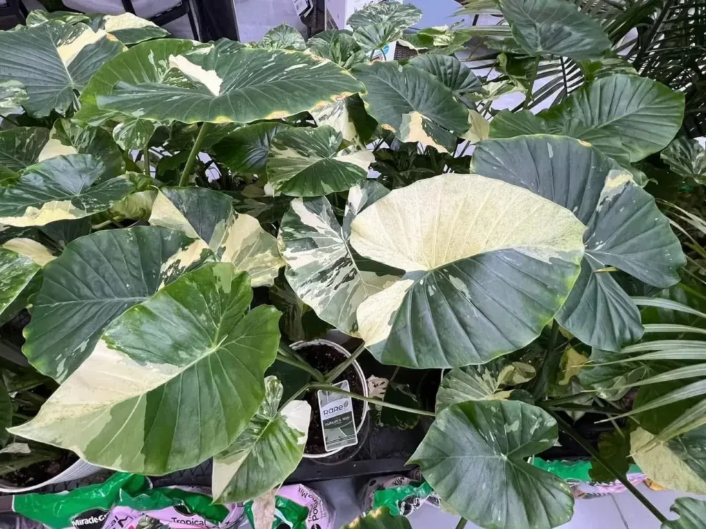 Alocasia Dawn 1