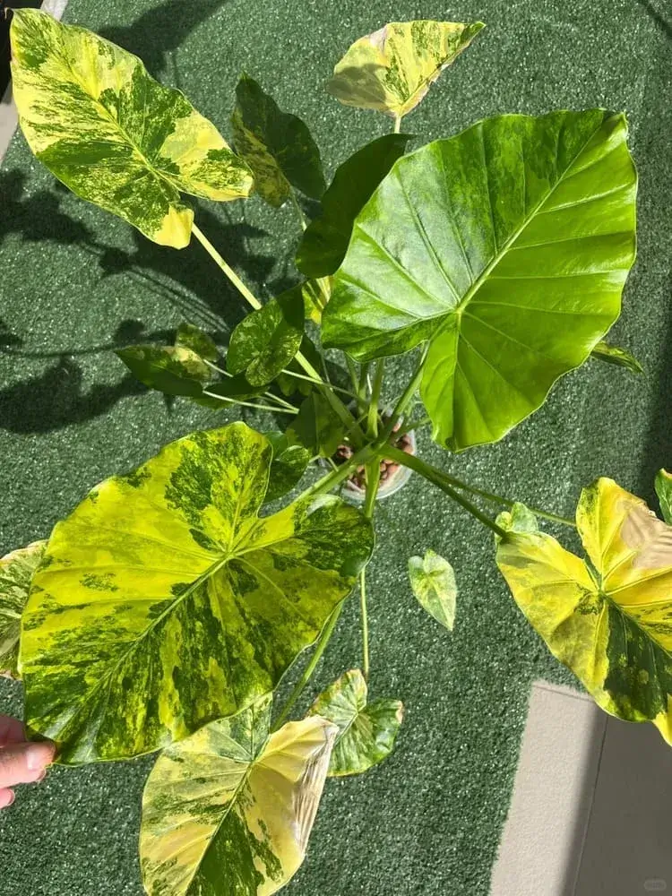 Alocasia Gageana Aurea 2