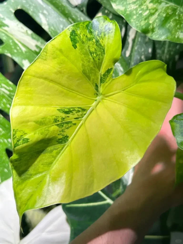 Alocasia Gageana Aurea