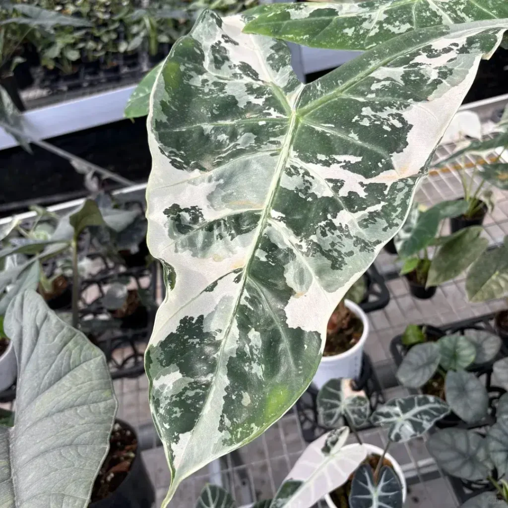 Alocasia Longiloba Pink back Albo