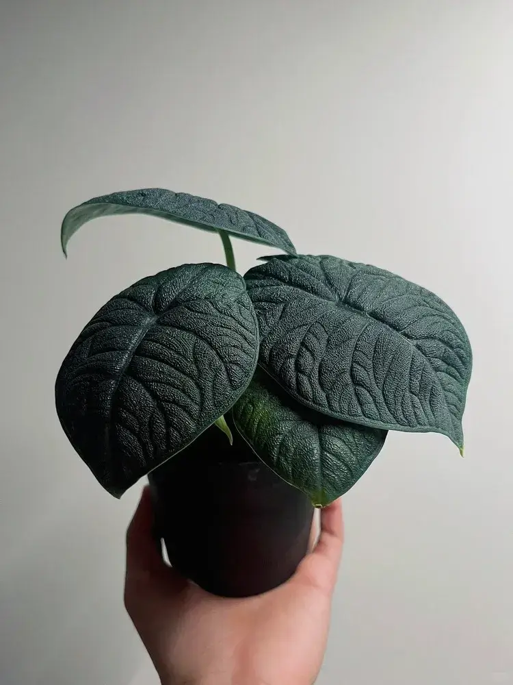 Healthy Alocasia melo showing heavy, textured leaves often called Rhino Skin