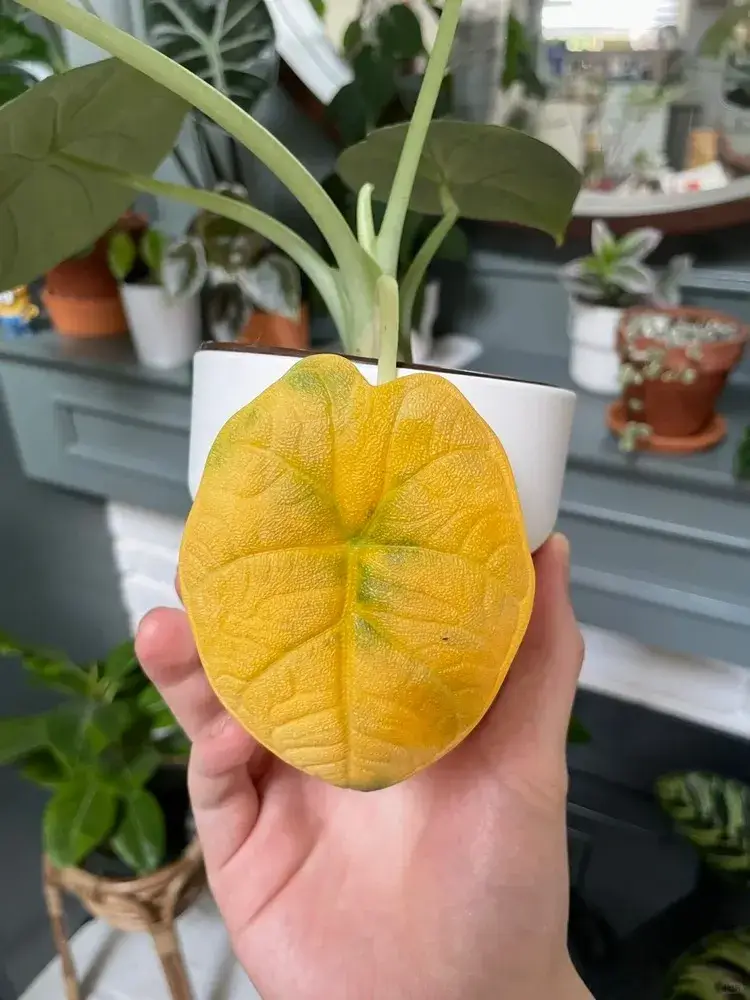 Alocasia melo older leaf turning yellow 