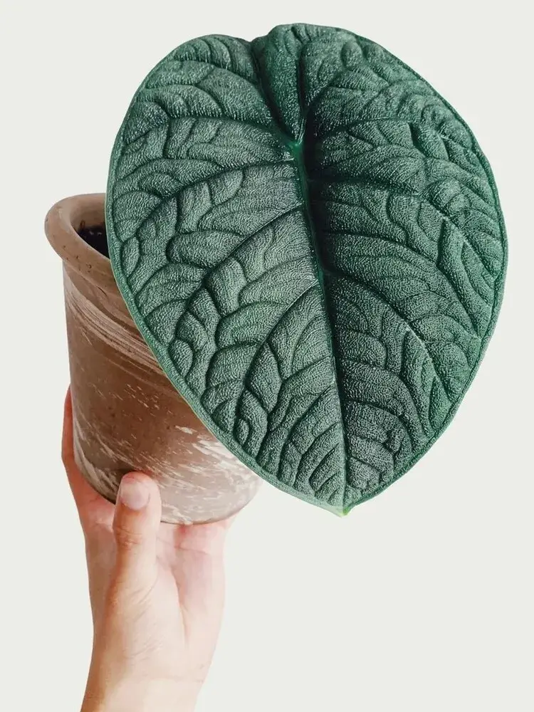 Close-up of Alocasia melo leaf texture resembling cracked leather or rhino skin