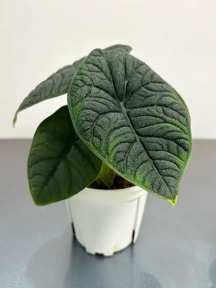 Alocasia melo with thick, dark green, leather-like leaves in a small white pot