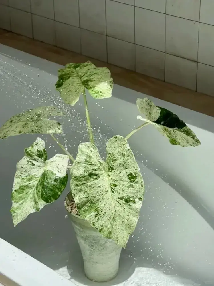 Alocasia Odora Varigated