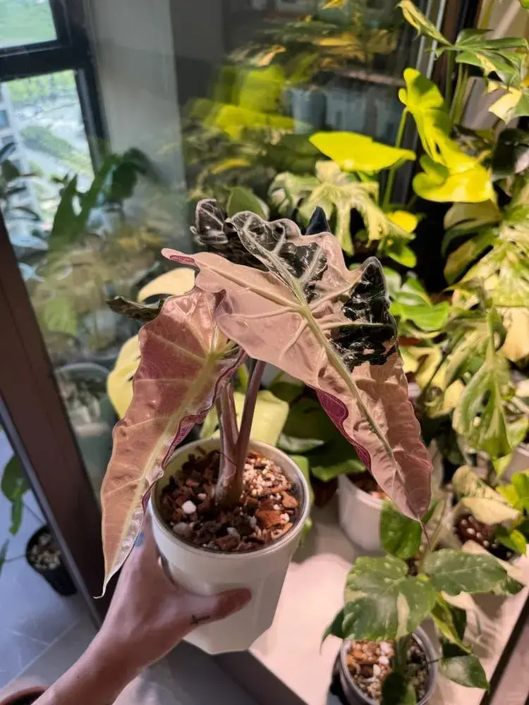Alocasia Polly Pink