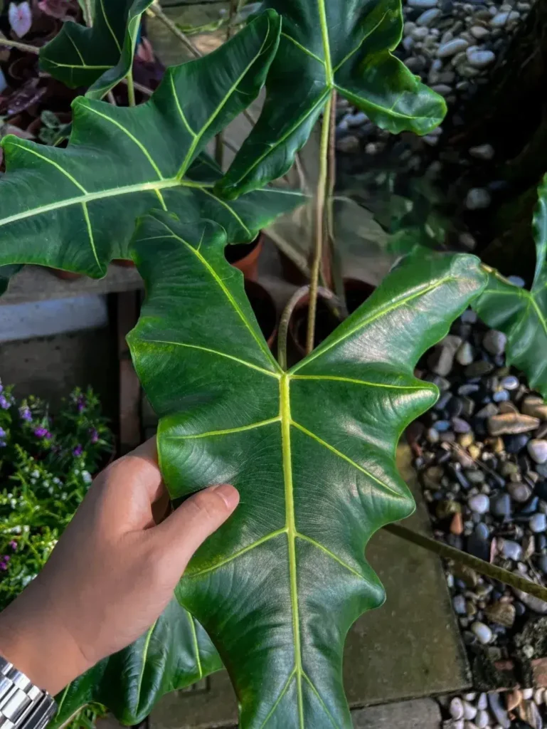 Alocasia Sarian 2