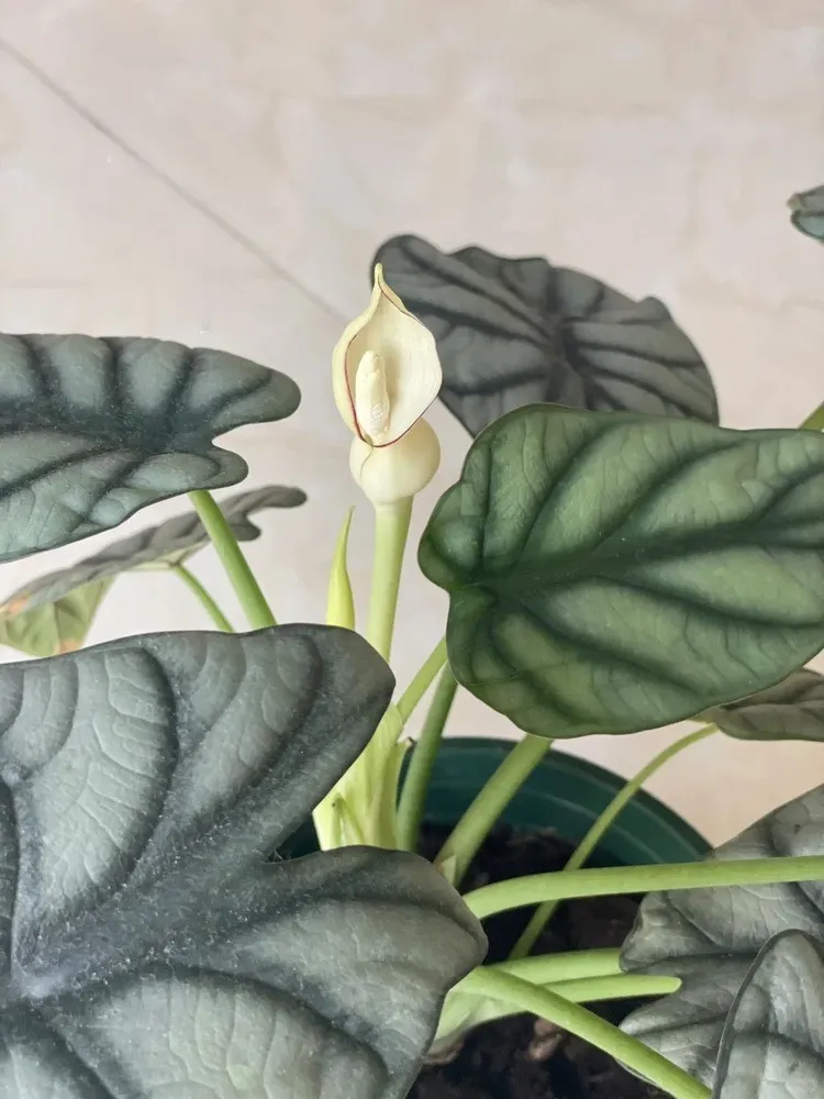 Alocasia Silver Dragon plant with inflorescence growing indoors