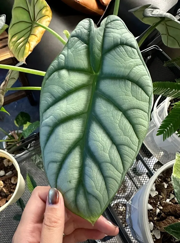 Mature Alocasia Silver Dragon leaf showing full size and veining