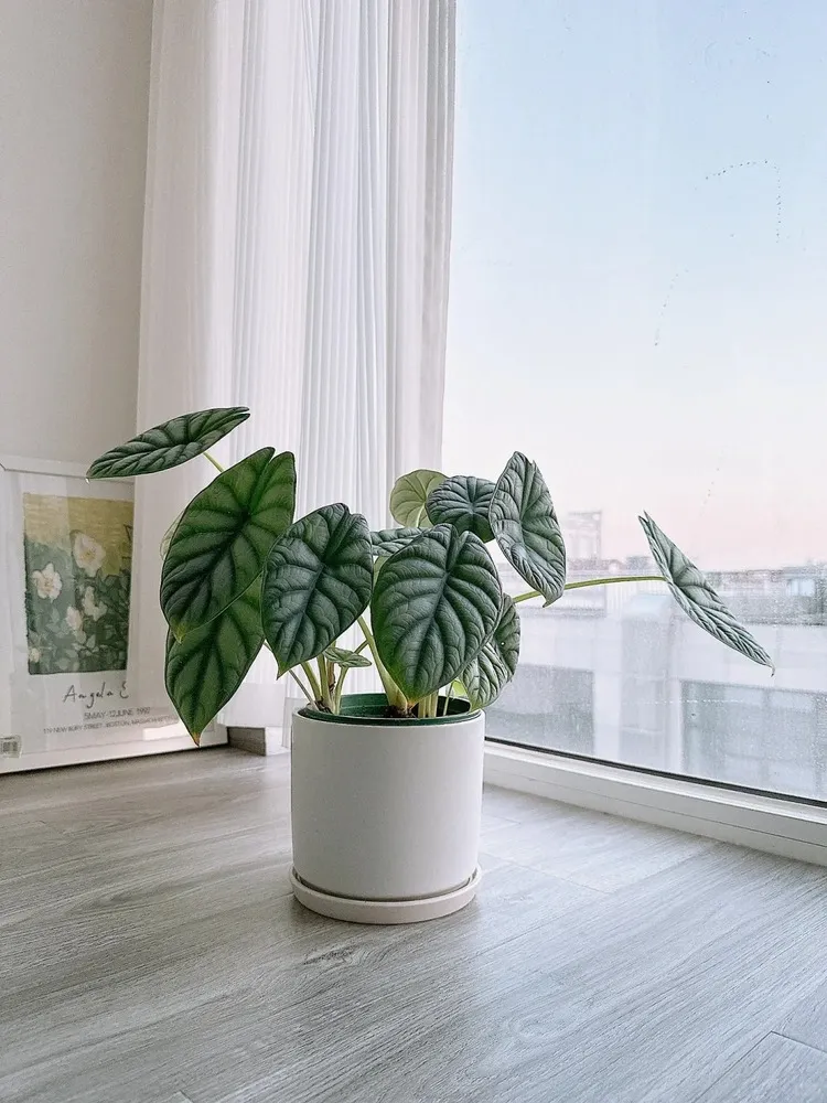 Healthy Alocasia Silver Dragon with upright leaves placed near a floor-to-ceiling window