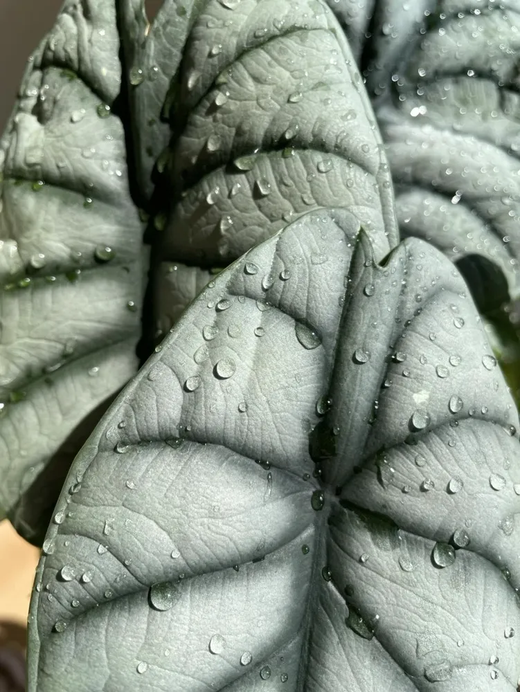 Alocasia Silver Dragon leaves with guttation droplets on the surface