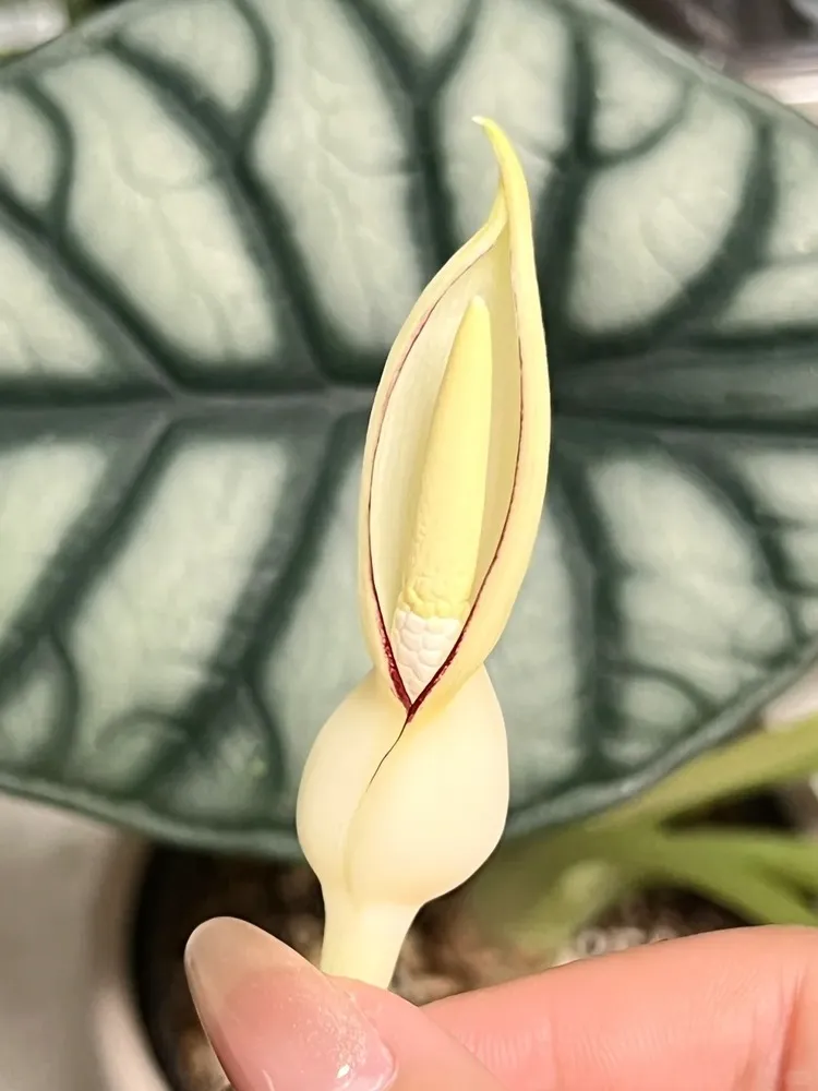 Alocasia Silver Dragon flower bud emerging among mature silver leaves