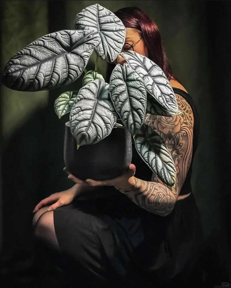 Alocasia Silver Dragon with mature silver-gray textured leaves in an indoor portrait setting