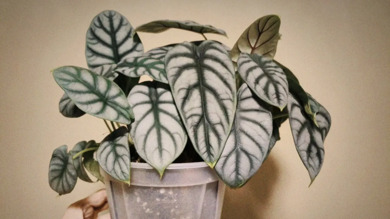 Alocasia Silver Dragon Care The Mistakes That Nearly Killed Mine (4)