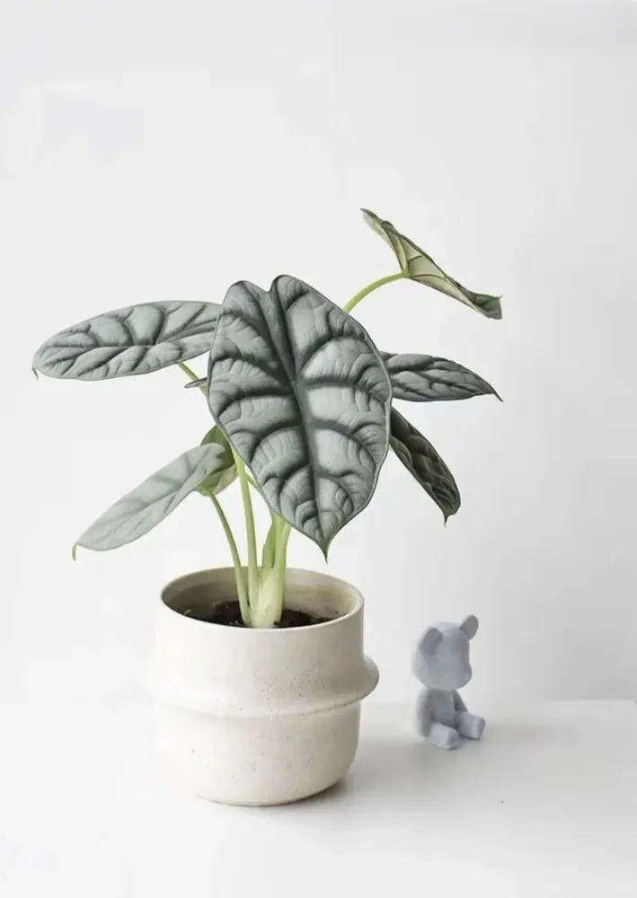 Alocasia Silver Dragon in a minimalist white pot showing compact growth and thick leaves