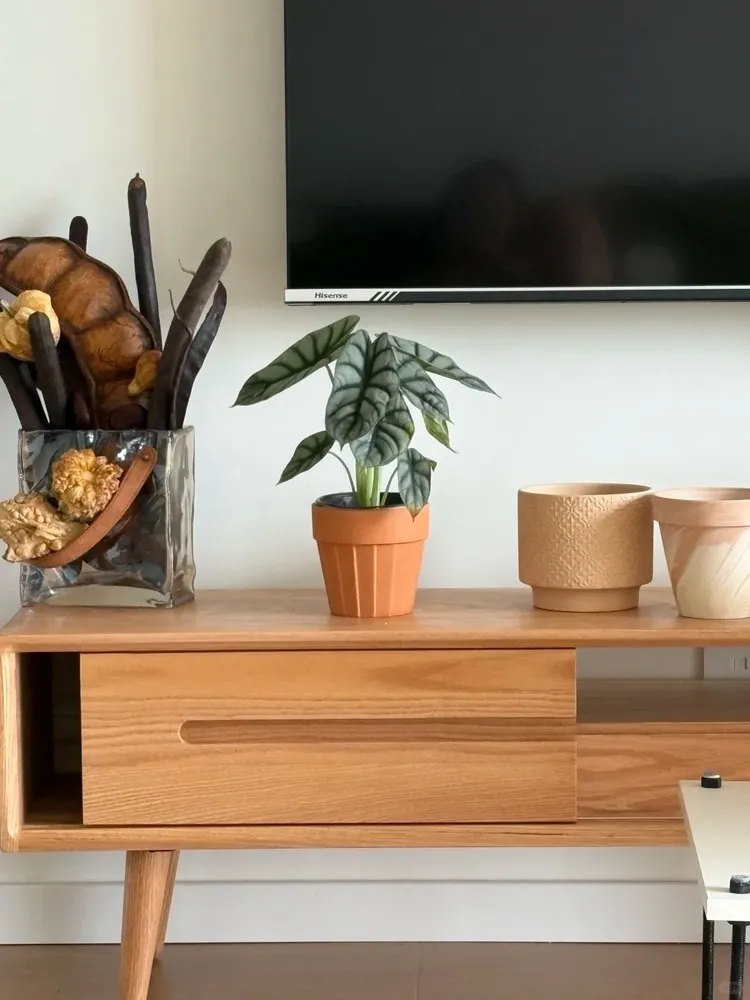 Small Alocasia Silver Dragon placed on a wooden cabinet in a modern living room
