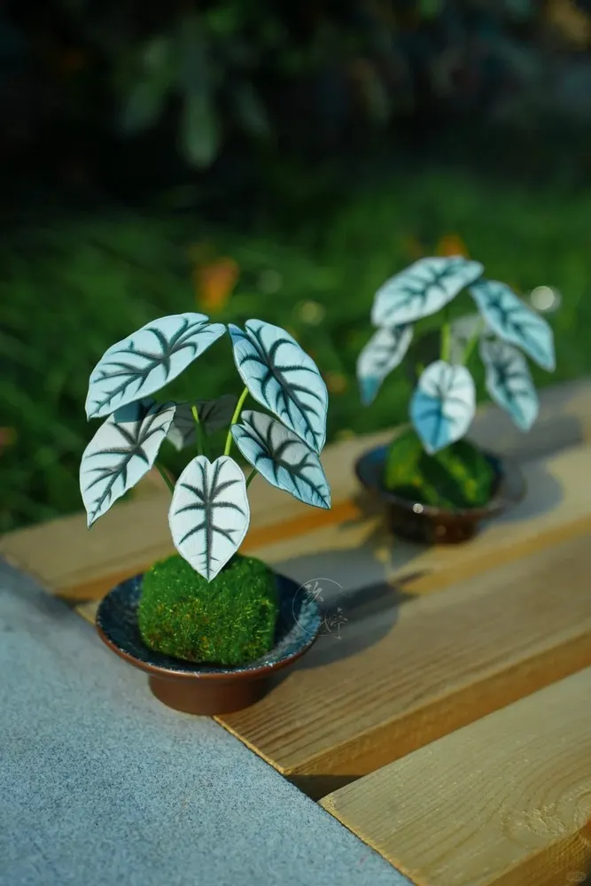 Alocasia Silver Dragon plants displayed outdoors with distinct silver vein patterns