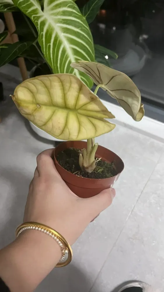 Alocasia Silver Dragon corm showing rot after overwatering in cold winter conditions