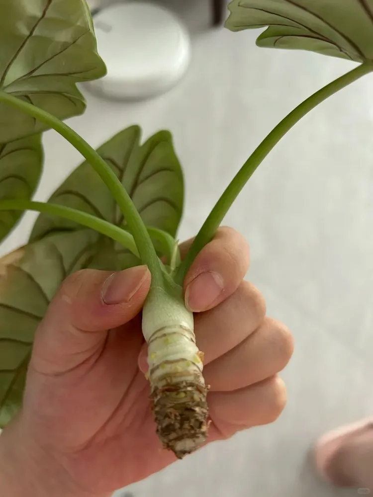 Alocasia Silver Dragon with yellowing leaves after roots were disturbed during repotting