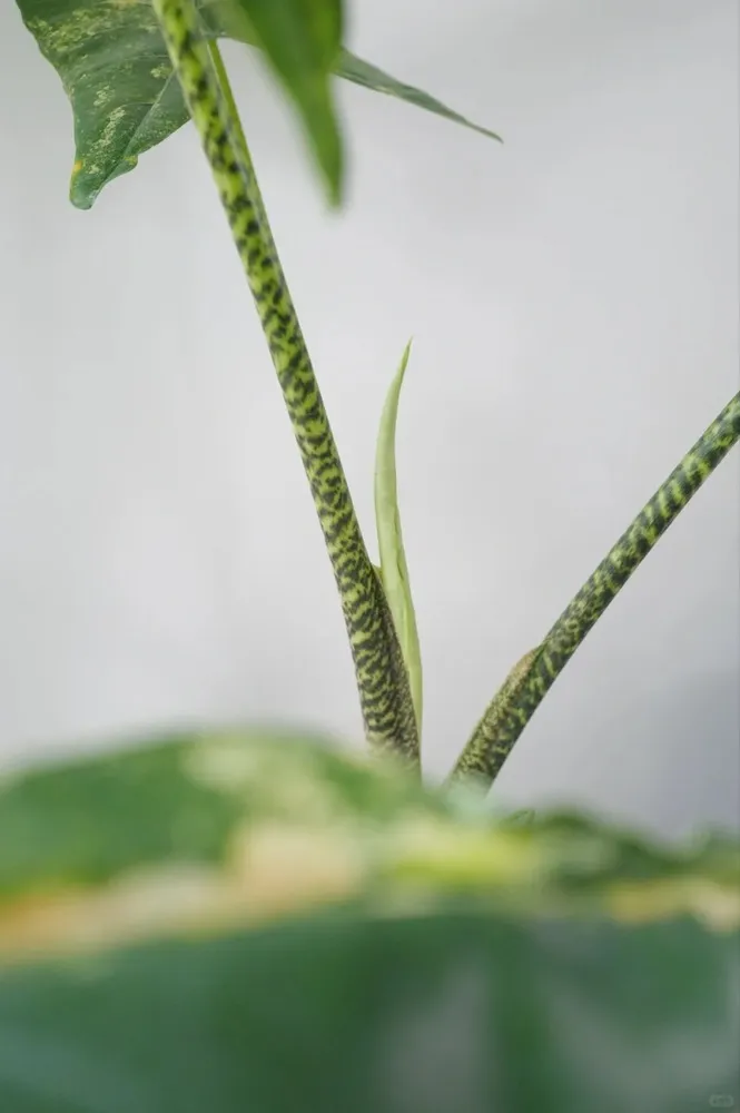 Striped petiole pattern of Alocasia Zebrina in healthy condition