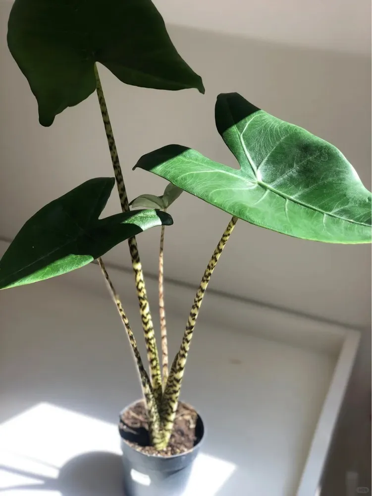 Healthy Alocasia Zebrina growing indoors with upright striped stems and mature leaves