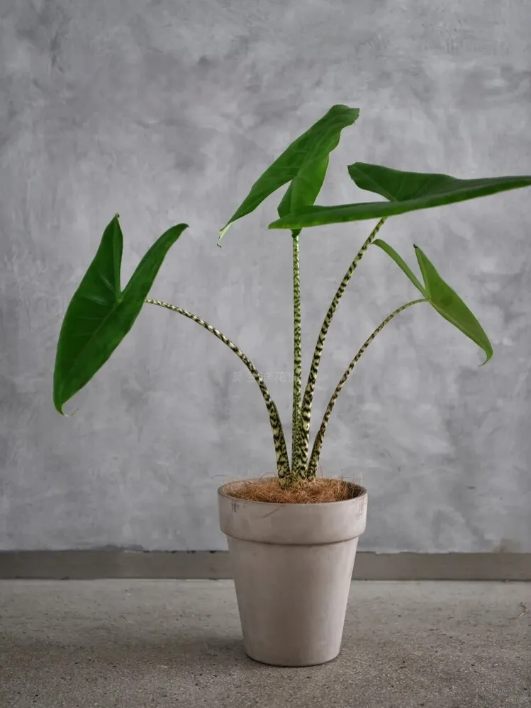 Alocasia Zebrina with balanced leaf spacing and stable growth structure