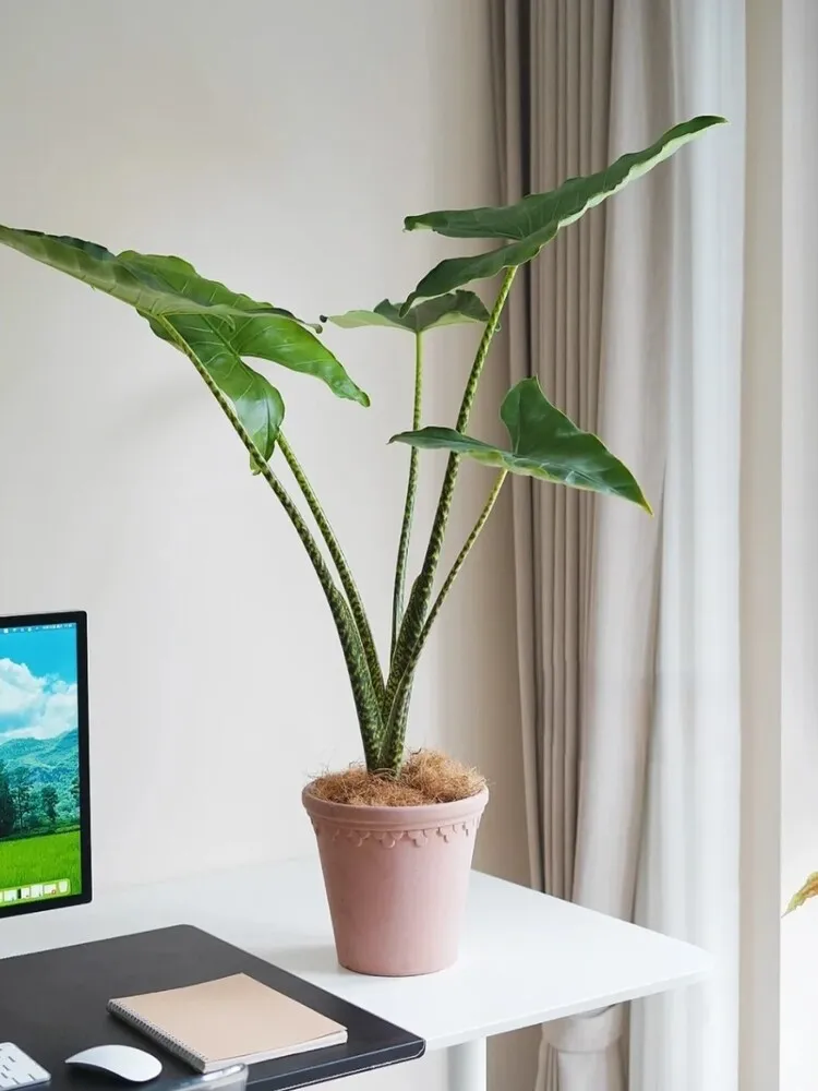Mature Alocasia Zebrina displayed in bright indirect light near a window