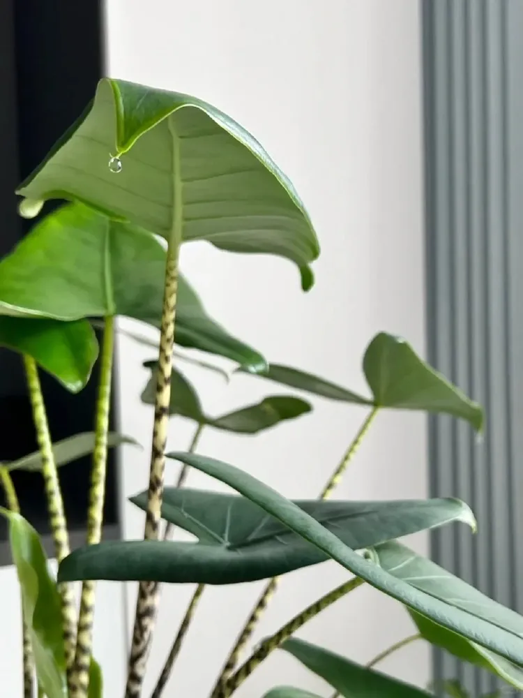 Alocasia Zebrina leaf showing guttation droplets under healthy growing conditions