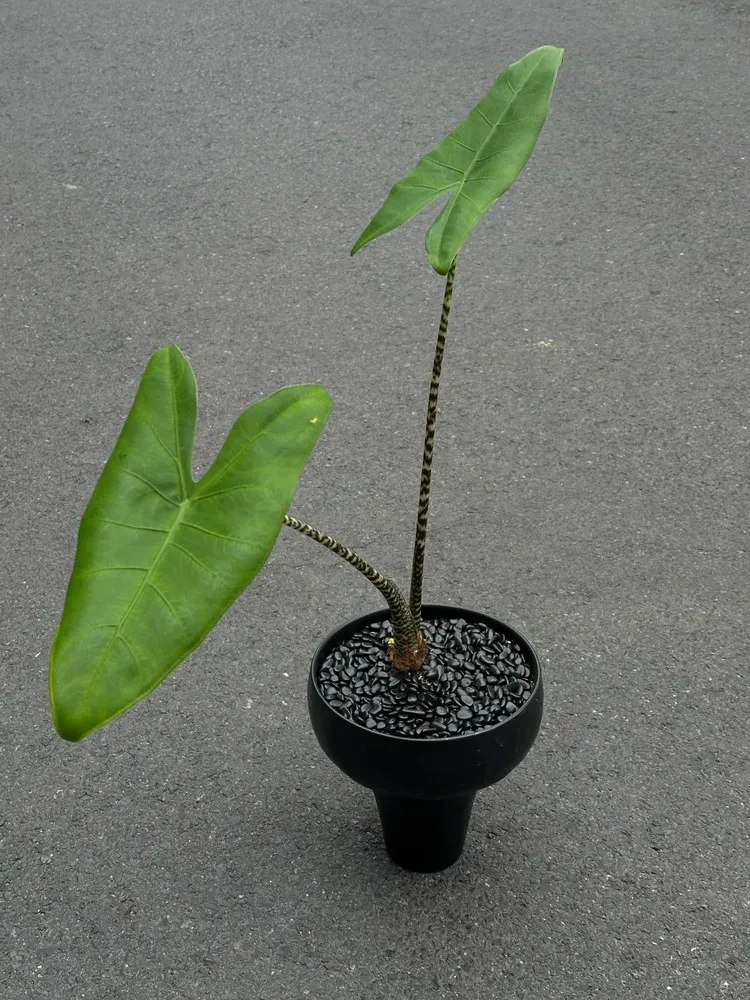 Minimalist indoor setup featuring a well-established Alocasia Zebrina plant