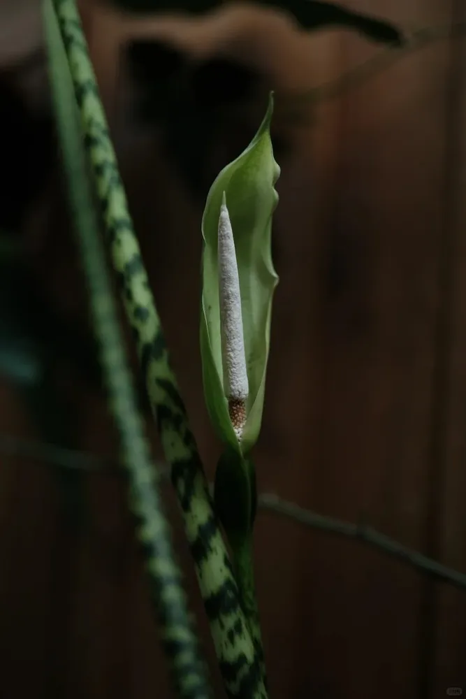 Alocasia Zebrina with long petioles and evenly sized leaves after recovery