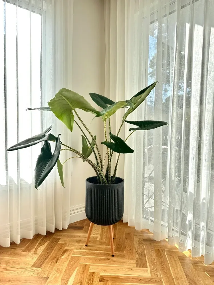 New Alocasia Zebrina leaf emerging from a stabilized root system