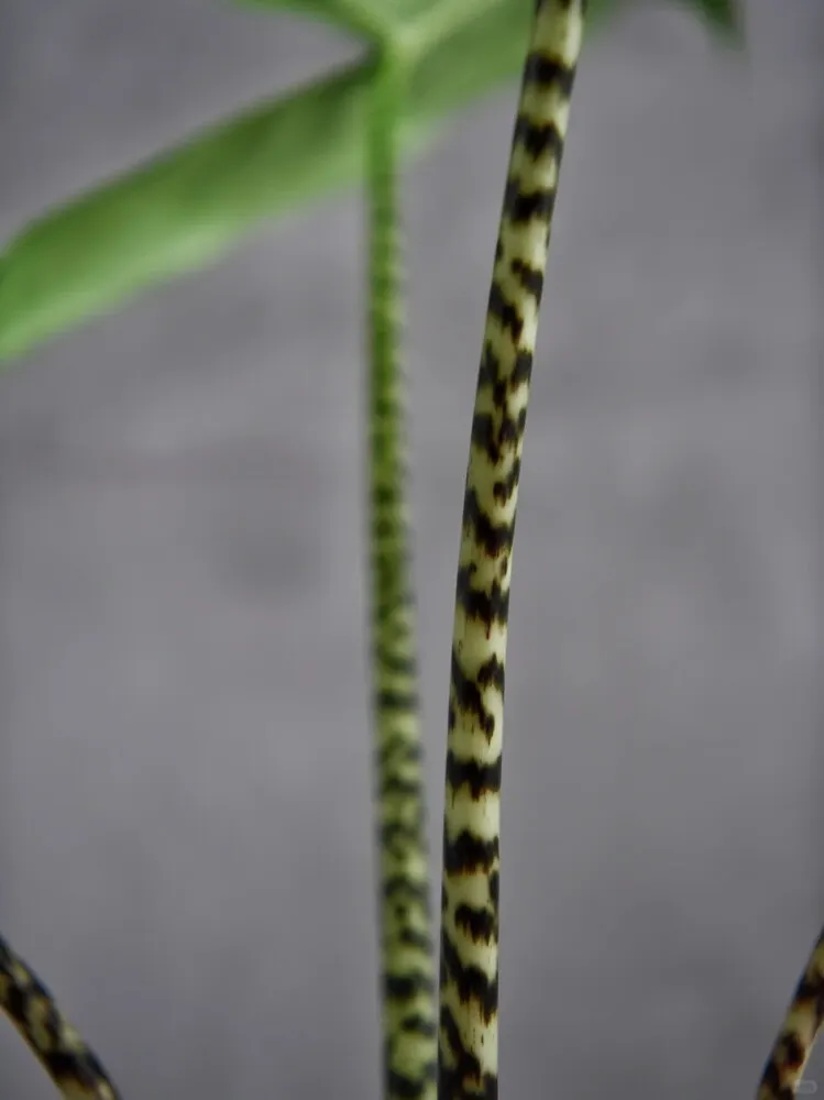 Alocasia Zebrina leaf form and growth habit in indoor environment