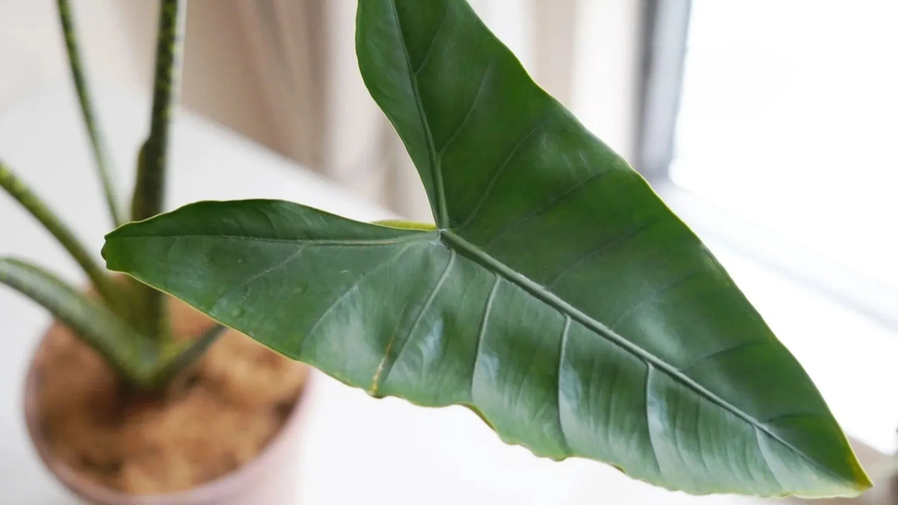 Alocasia Zebrina Care Every Mistake I Made — and How It Finally Recovered (3)