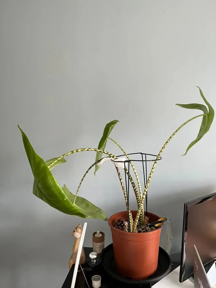 Alocasia Zebrina showing weak growth and leaf deformation in low light environment