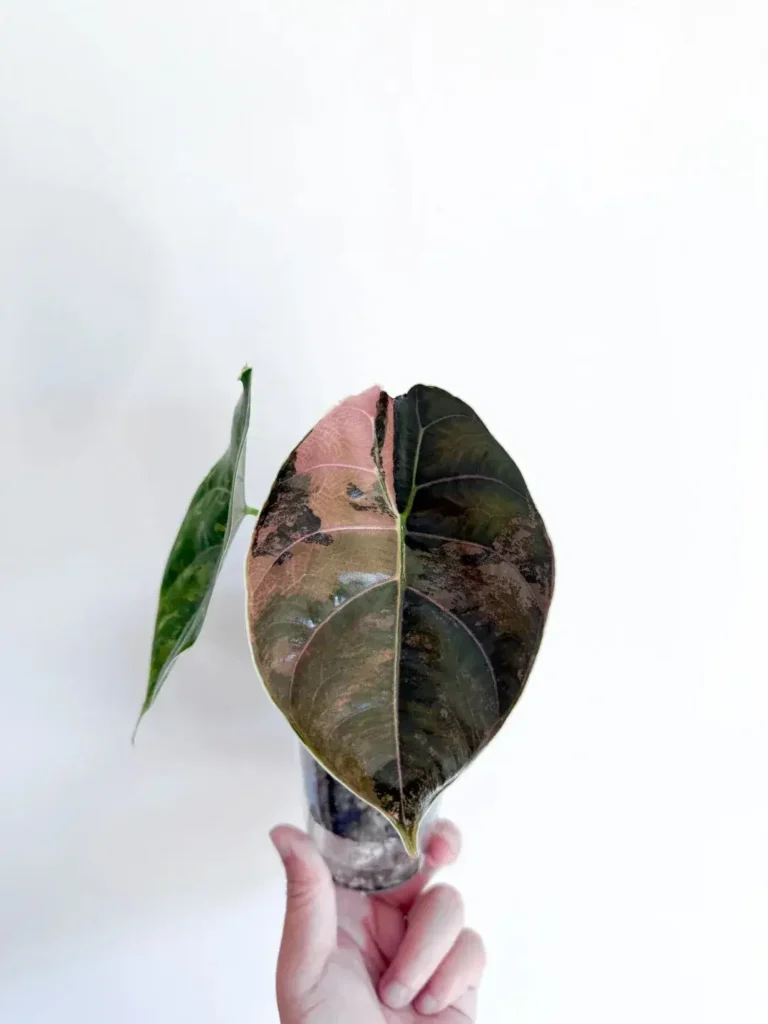 Alocasia azlanii