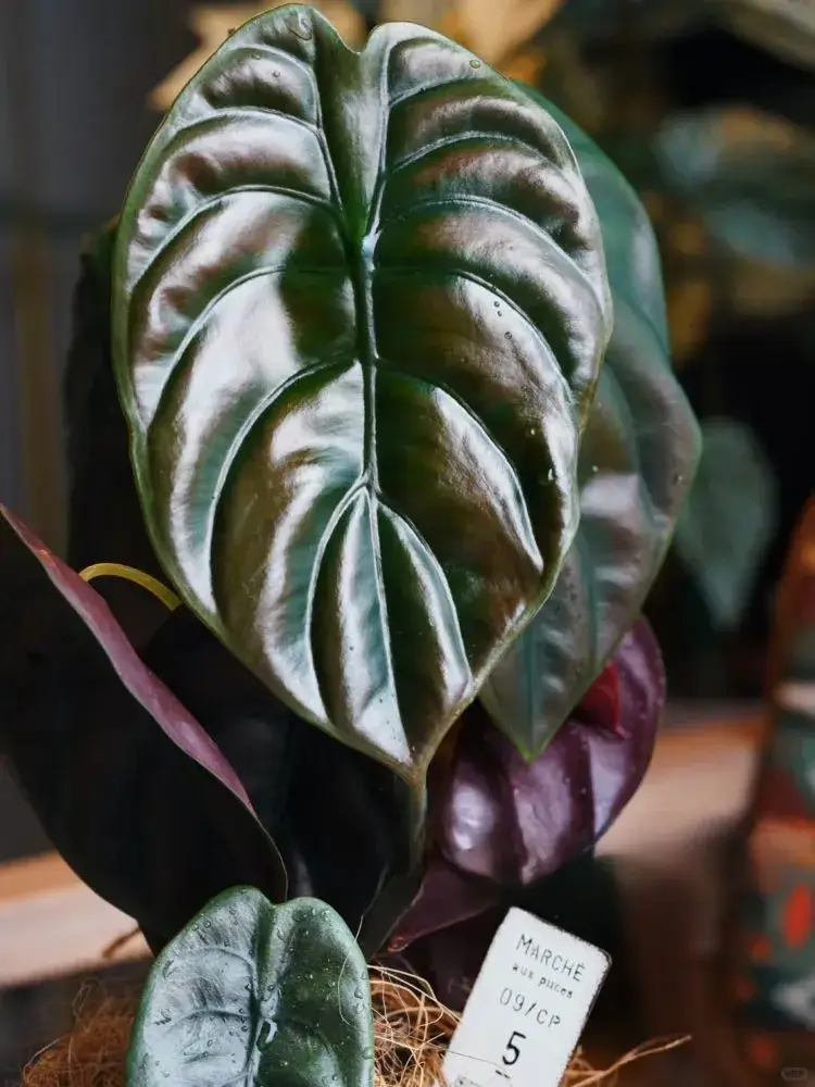 Alocasia cuprea