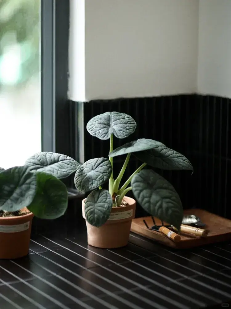 Alocasia melo growing indoors on a tabletop with natural light