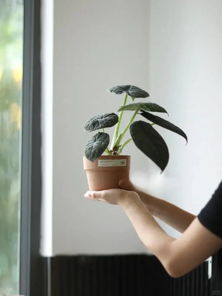 Holding a small potted Alocasia melo to show leaf size and structure