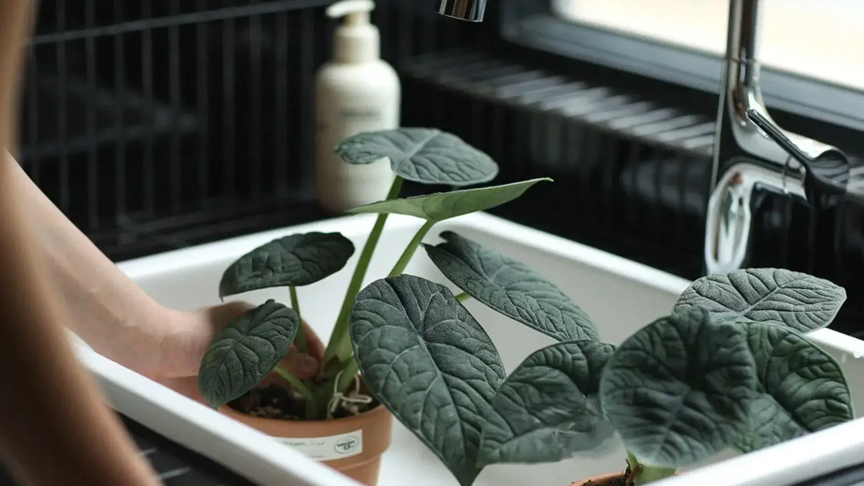 Alocasia melo older leaf turning yellow due to root stress or overwatering (5)