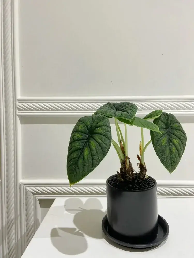 Alocasia melo with thick, textured dark green leaves growing in a black pot indoors