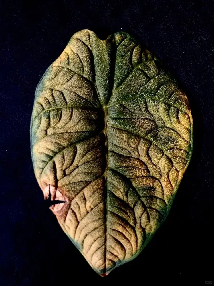 Close-up of Alocasia melo leaf showing deep veins and rhino-skin texture