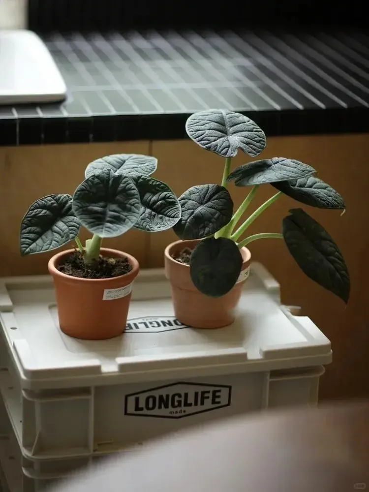 Two Alocasia melo plants side by side, highlighting leaf thickness and growth habit