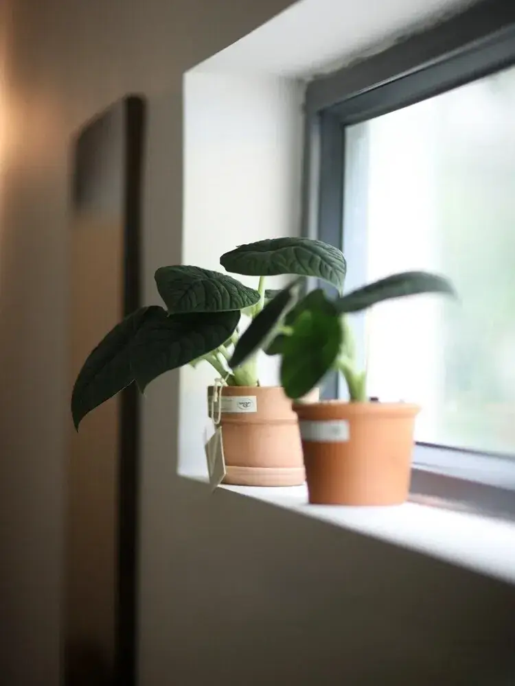 Alocasia melo placed by a window, showing compact growth and heavy leaves