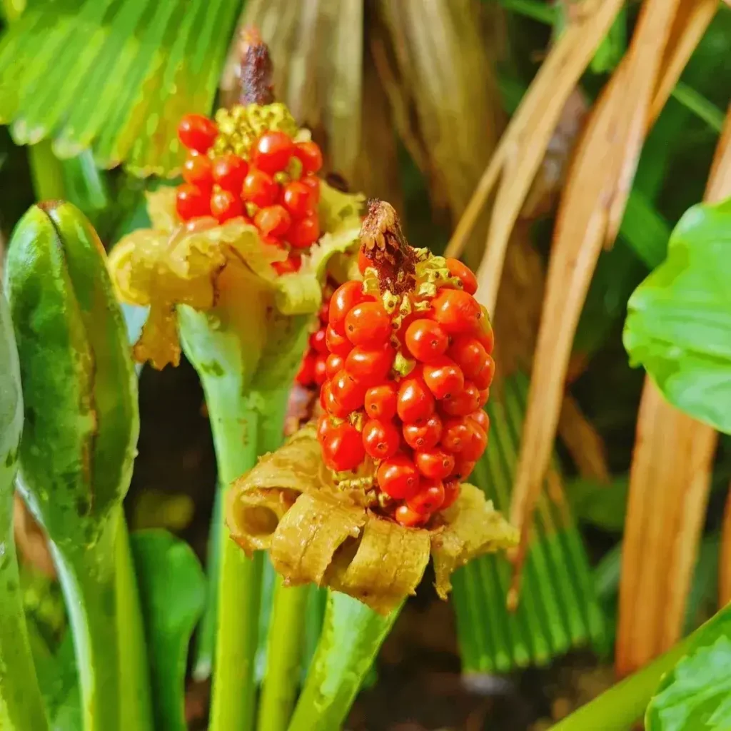 Alocasia odora Roxburgh K. Koch