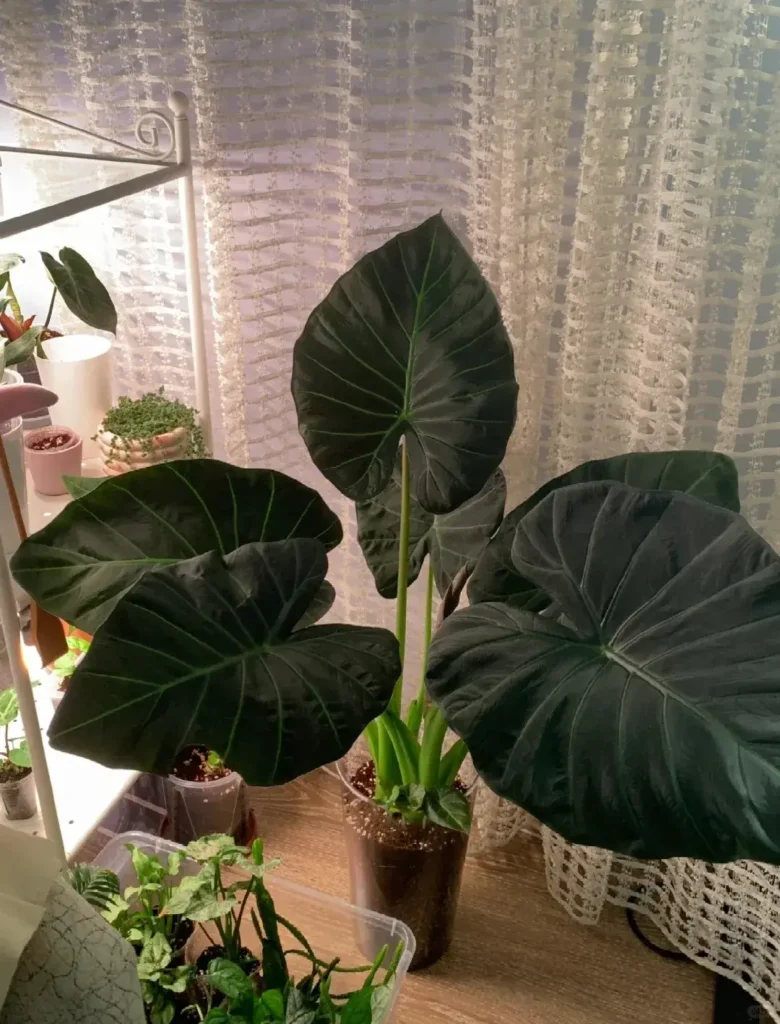 Alocasia regal shield 1 Karina Plnt