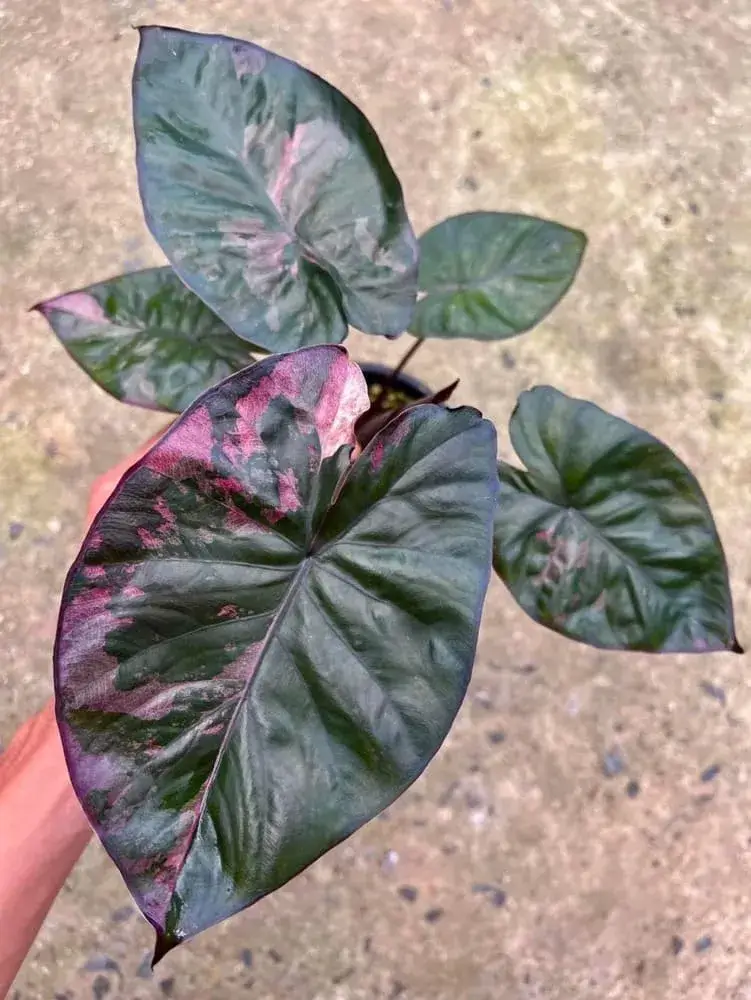 Alocasia serendipity variegated