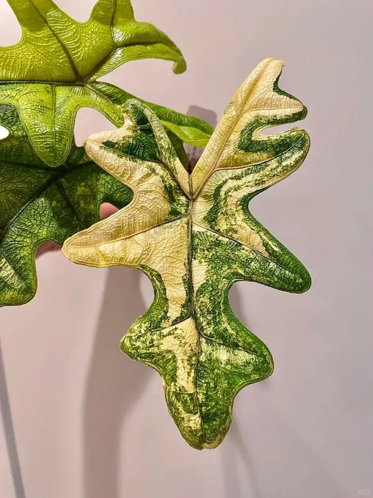 Alocasia tandurusa aurea