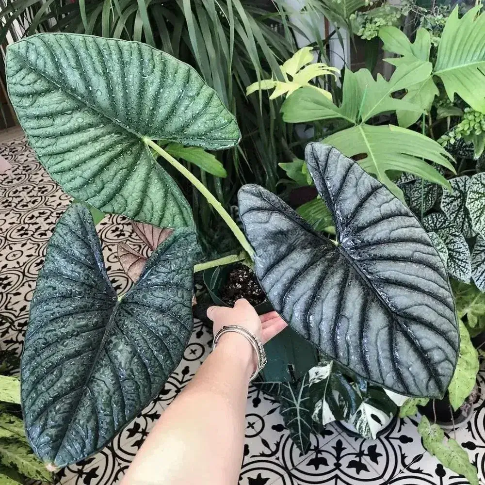 Alocasia‘nebula 1